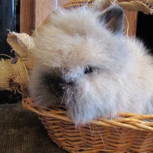 Meet your Posher, Angie